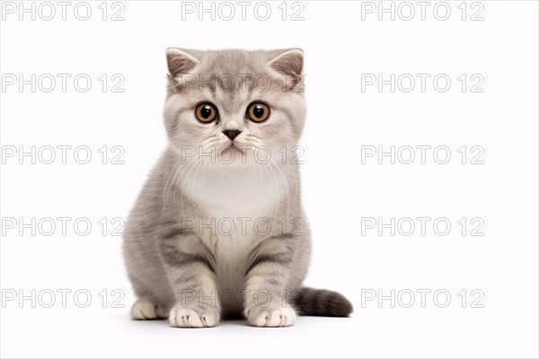 Scottish fold cat on white background. KI generiert, generiert AI generated