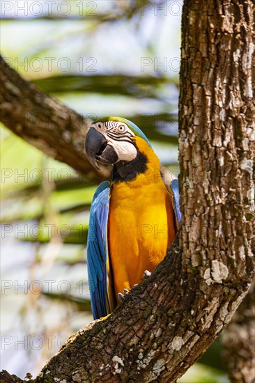 Blue and yellow macaw (Ara ararauna) Pantanal Brazil