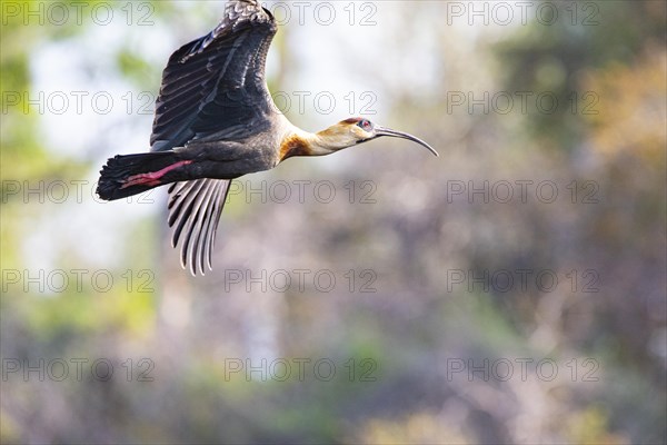 White-necked Ibis (Theristicus caudatus hyperorius) Pantanal Brazil