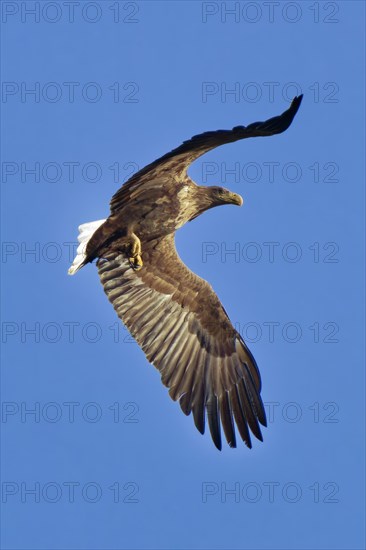 A white-tailed eagle (Haliaeetus albicilla) spreads its wings and flies in front of a clear blue sky, Wismar, Mecklenburg-Western Pomerania, Germany, Europe