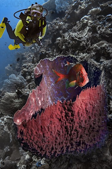 Composing, diver and fish, barrel sponge (Xestospongia testudinaria), Wakatobi Dive Resort, Sulawesi, Indonesia, Asia