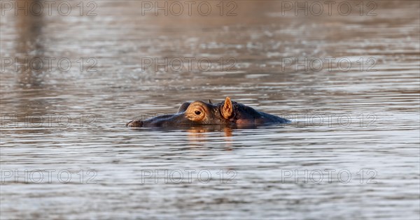 Hippopotamus (Hippopatamus amphibius) in the water at sunset with reflection, adult, animal portrait, eyes nose and ears looking out of the water, Sabie River, Kruger National Park, South Africa, Africa