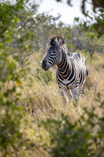 Plains zebra (Equus quagga) in dry grass, African savannah, Kruger National Park, South Africa, Africa