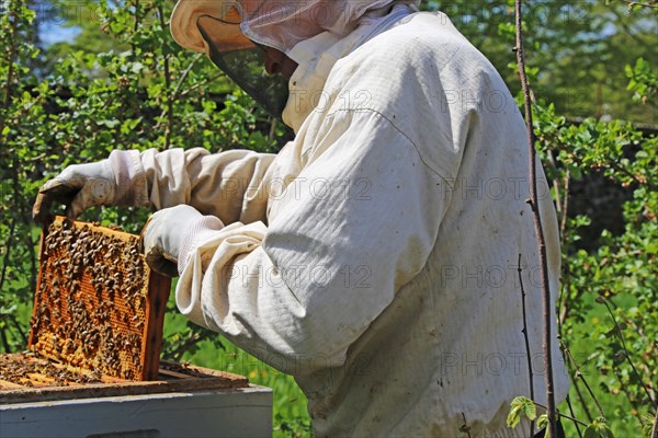 Beekeeper works on his hive