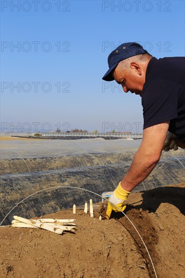 Harvest workers from Romania harvesting asparagus in a field near Mutterstadt, Rhineland-Palatinate