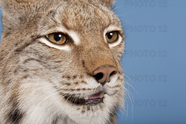 Eurasian lynx (Lynx lynx), animal portrait, close-up, captive, studio shot