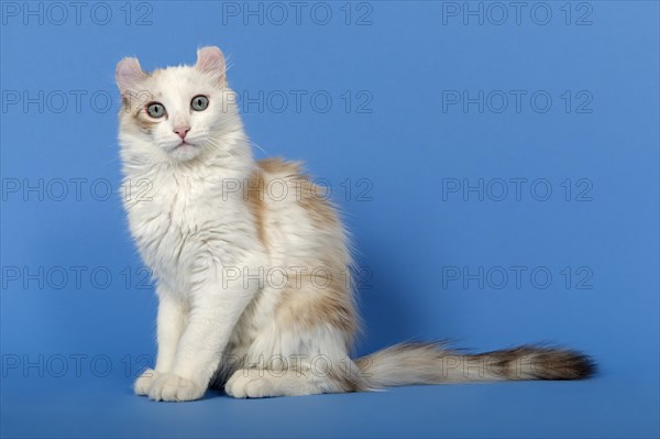 American-Curl kitten, age 17 weeks, colour seal torbie point with white, sitting, eye contact, studio picture