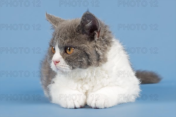 Pedigree cat Selkirk Rex. Kitten, age 10 weeks, colour lilac mackerel tabby white