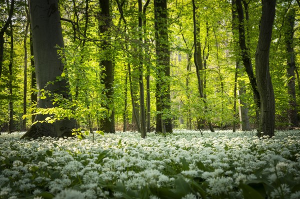 A deciduous forest with white flowering ramson (Allium ursinum) in spring in the evening sun. Rhine-Neckar district, Baden-Wuerttemberg, Germany, Europe