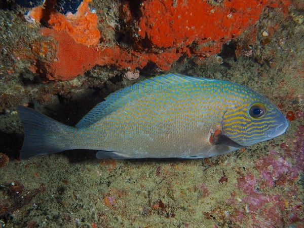 Orange spotted sweetlips (Plectorhinchus flavomaculatus) Dive site Sodwana Bay National Park, Maputaland Marine Reserve, KwaZulu Natal, South Africa, Africa