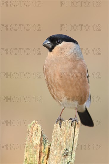 Eurasian bullfinch (Pyrrhula pyrrhula), female, sitting on old picket fence, Wildlife, Animals, Birds, Siegerland, North Rhine-Westphalia, Germany, Europe