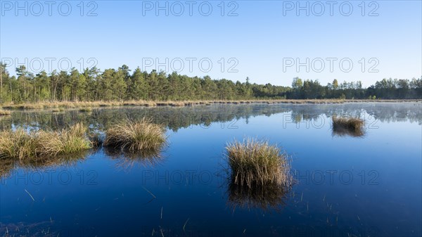 Moorland landscape, renaturalised, peat-covered moorland, Grosses Moor nature reserve, Lower Saxony, Germany, Europe