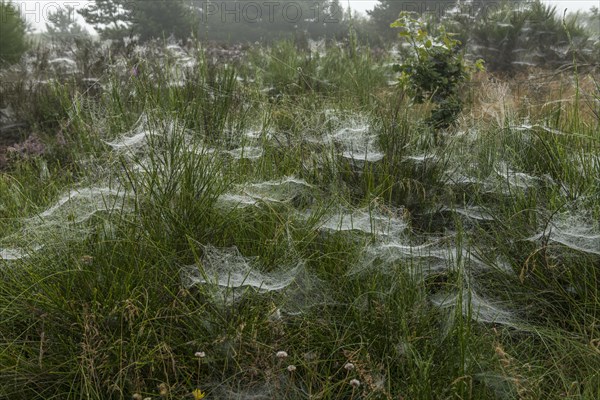 Early morning heath landscape in fog with spider webs and dew, Blabjerg Plantage, Henne Kirkeby, Syddanmark, Denmark, Europe