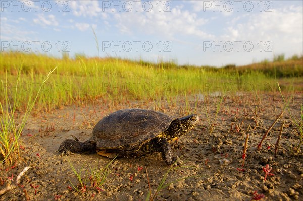 European pond turtle (Emys orbicularis), Danube Delta Biosphere Reserve, Romania, Europe