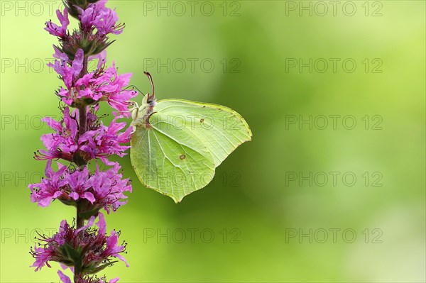 Brimstone (Gonepteryx rhamni) feeding on a flower of purple loosestrife (Lythrum salicaria), Wilnsdorf, North Rhine-Westphalia, Germany, Europe