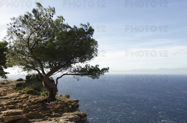 Calanques, Bouches-du-Rhone, Provence, France, Europe