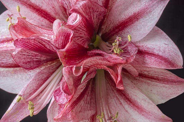 Blossom of a knight's star (Amarillis) Close up, on black background, Bavaria, Germany, Europe