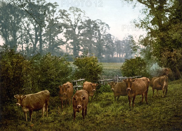 Cows in the Pasture, Yorkshire, England, c. 1890, Historic, digitally restored reproduction from a 19th century original Cows in the Pasture, c. 1890, Historic, digitally restored reproduction from a 19th century original