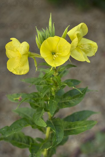 Flowering evening primrose (Oenothera biennis), Bavaria, Germany, Europe