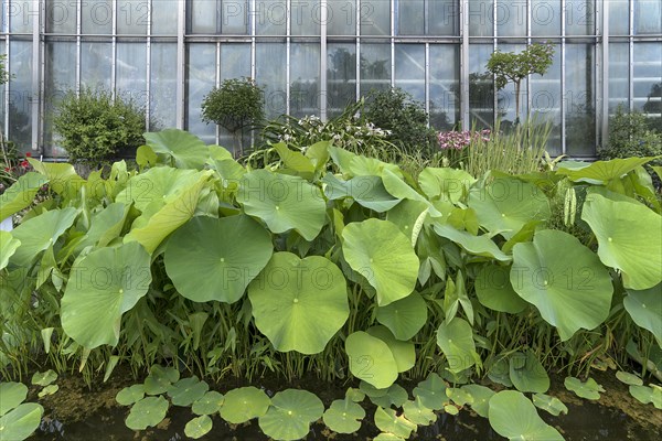 Leaves of the lotus (Nelumbo), Botanical Garden, Erlangen, Middle Franconia, Bavaria, Germany, Europe