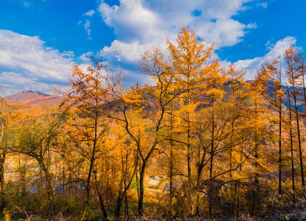 Grove of trees in beautiful fall colors in front of mountains under low level cumulus clouds