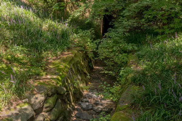 Rain drainage ditch made of stones shaded by surrounding plants in South Korea