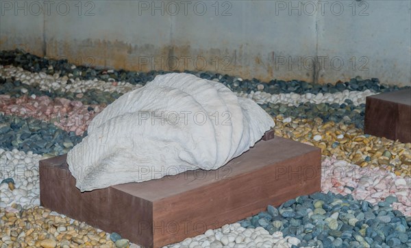 Large clam shell displayed on wooden plinth at maritime museum in Yeosu, South Korea, Asia