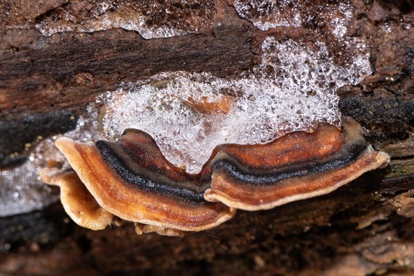 Butterfly stramete zonal light brown and blue fruiting bodies next to each other on tree trunk with ice