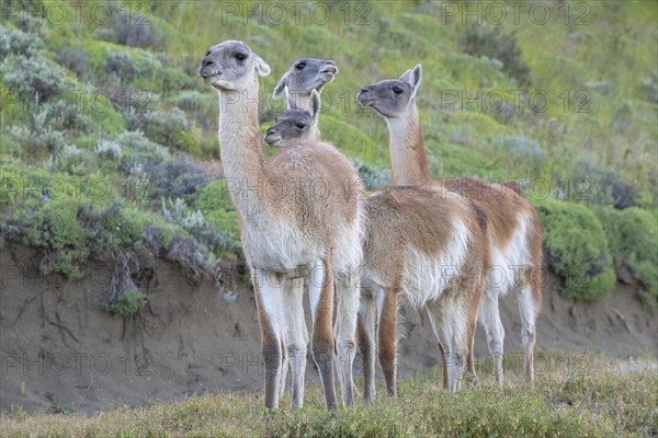 Guanaco (Llama guanicoe), Huanako, adult, group, Torres del Paine National Park, Patagonia, end of the world, Chile, South America
