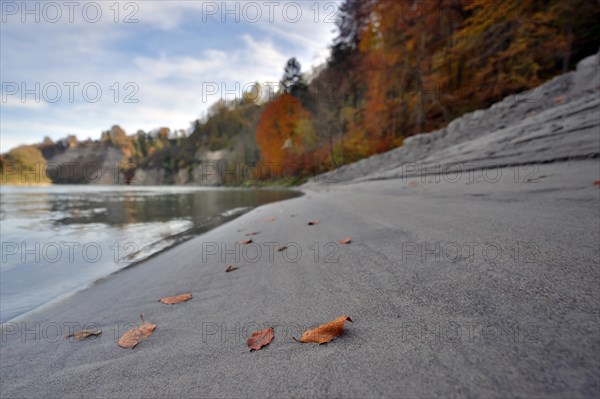 Individual red beech leaves lie on a grey sandbank on the wooded bank of a river in autumn, Salzach, Burghausen, Upper Bavaria, Bavaria, Germany, Europe