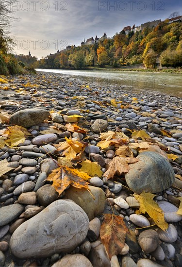 Yellow maple leaves lie on grey stones on the banks of a river in autumn, in the background a castle towers on a hill, Salzach, Burghausen, Upper Bavaria, Bavaria, Germany, Europe