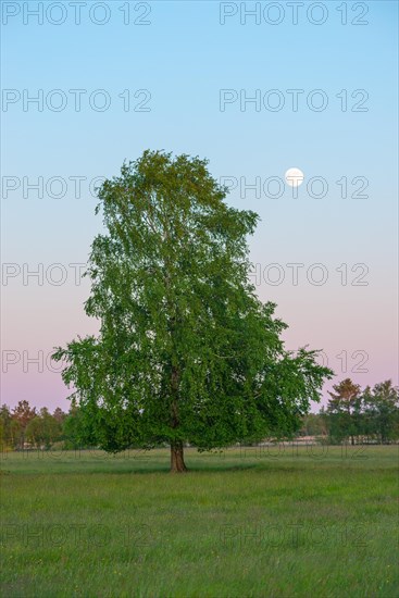 Meadow with solitary sand birch (Betula pendula) or sand birch or silver birch or silver birch or silver birch or silver birch (syn.: Betula alba) (Betula verrucosa) in early summer, blue and pink shining, cloudless sky shortly after sunset, dusk with full moon at Pietzmoor, Lueneburg Heath, Lower Saxony, Germany, Europe