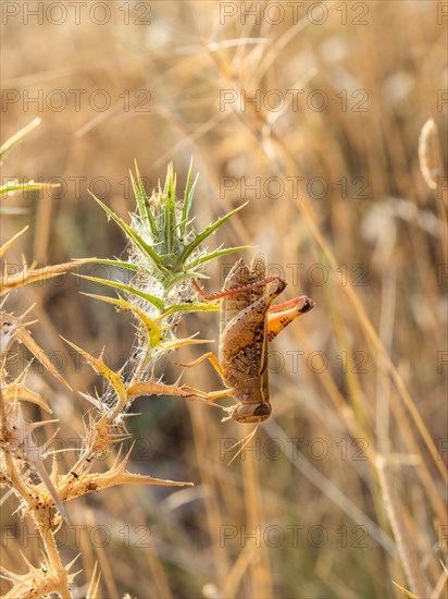 Grasshopper, Lopar, Rab Island, Croatia, Europe