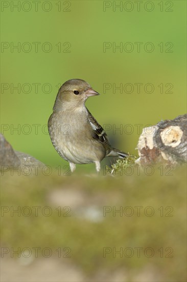 Common chaffinch (Fringilla coelebs), female sitting on dead wood on the forest floor, Wilnsdorf, North Rhine-Westphalia, Germany, Europe