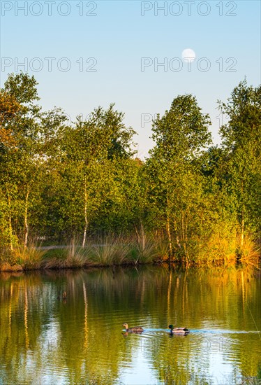 A pair of mallards (Anas platyrhynchos), male and female swimming on a calm pond under a clear blue sky with the full moon shining, warm evening light illuminating young bog birch (Betula pubescens) or bog birch, hair birch, broom birch, glass birch or hairy birch, grasses on the shore, colours reflecting in the water, Pietzmoor nature reserve, Lueneburg Heath, Lower Saxony, Germany, Europe