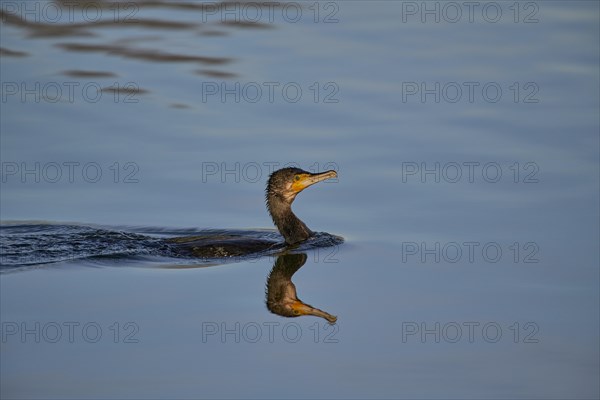 A great cormorant (Phalacrocorax carbo) gliding through water, its image reflected on the smooth surface, Wismar, Mecklenburg-Vorpommern, Germany, Europe