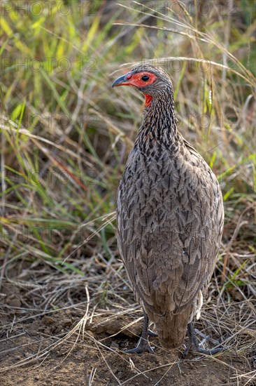 Swainson's spurfowl (Pternistis swainsonii) in the grass, Kruger National Park