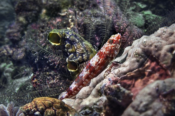 Lizardfish (Synodus capricornis), and sea squirt (Ascidiae or Ascidiacea), Wakatobi Dive Resort, Sulawesi, Indonesia, Asia