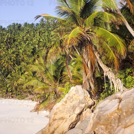 Seychelles, Fregate, blue water and palm trees on the white sandy beach of Anse Victorin, Africa