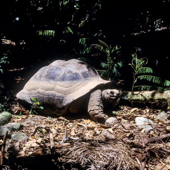 Seychelles, Fauna, Giant tortoise, Tortoises (Testudinidae), Africa