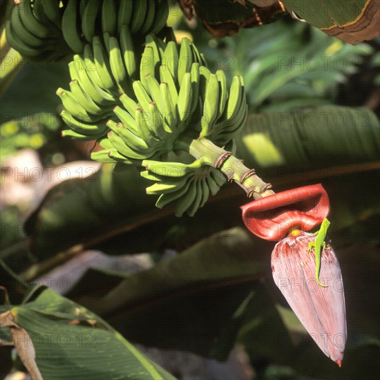 Seychelles, green gecko on a banana blossom, Africa