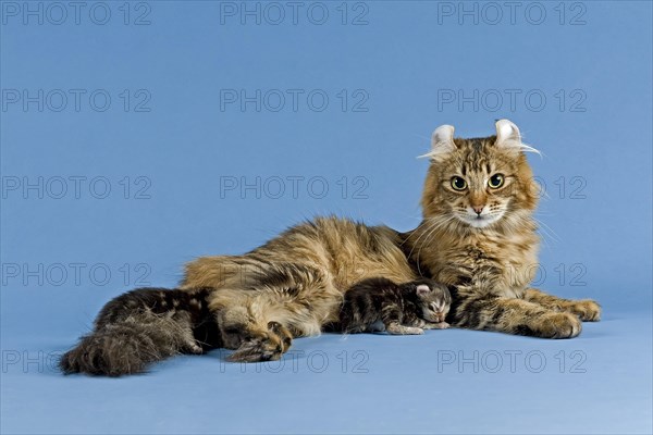 American-Curl Kitten, proud mother with kitten, studio shot