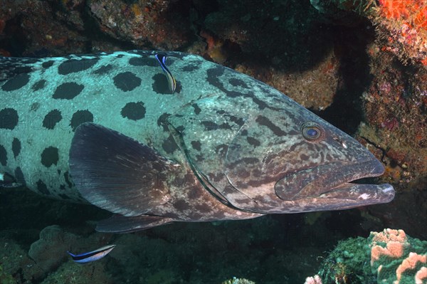 Potato grouper (Epinephelus tukula) and cleaner fish. Dive site Sodwana Bay National Park, Maputaland Marine Reserve, KwaZulu Natal, South Africa, Africa