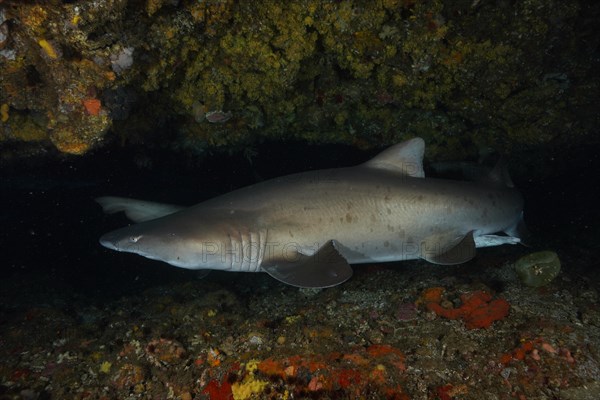 Sand tiger shark (Carcharias taurus) in its den. Dive site Protea Banks, Margate, KwaZulu Natal, South Africa, Africa