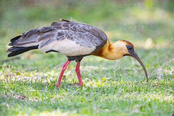 White-necked Ibis (Theristicus caudatus hyperorius) Pantanal Brazil