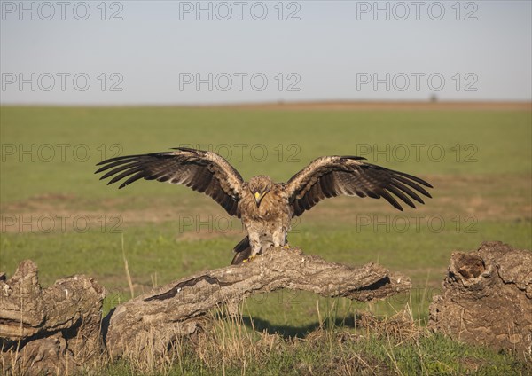 Juvenile Iberian Eagle (Aquila adalberti), Spanish Imperial Eagle, Extremadura, Castilla La Mancha, Spain, Europe