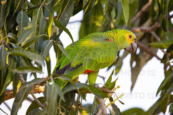 Blue-fronted Amazon (Amazona aestiva (Pantanal Brazil