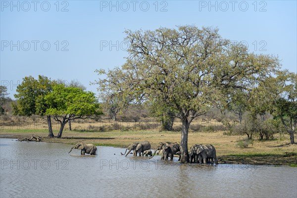 African elephants (Loxodonta africana), herd bathing and drinking in the water at a lake, Kruger National Park, South Africa, Africa