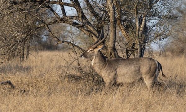 Ellipsen waterbuck (Kobus ellipsiprymnus), adult male, standing in dry grass, Kruger National Park, South Africa, Africa