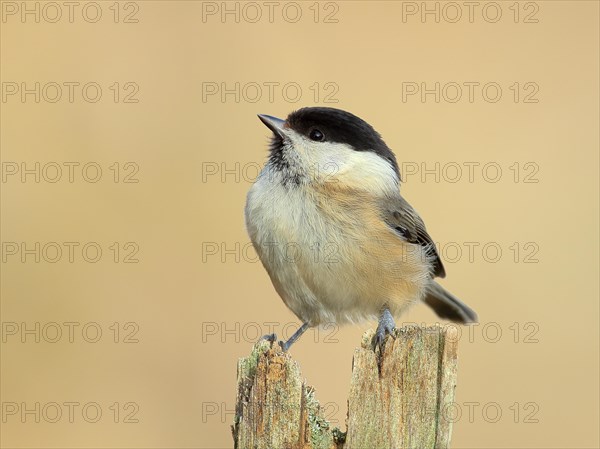 Willow Tit (Parus montanus), Sits on an old picket fence, Wildlife, Animals, Birds, Siegerland, North Rhine-Westphalia, Germany, Europe